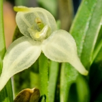 Diodonopsis-pygmaea