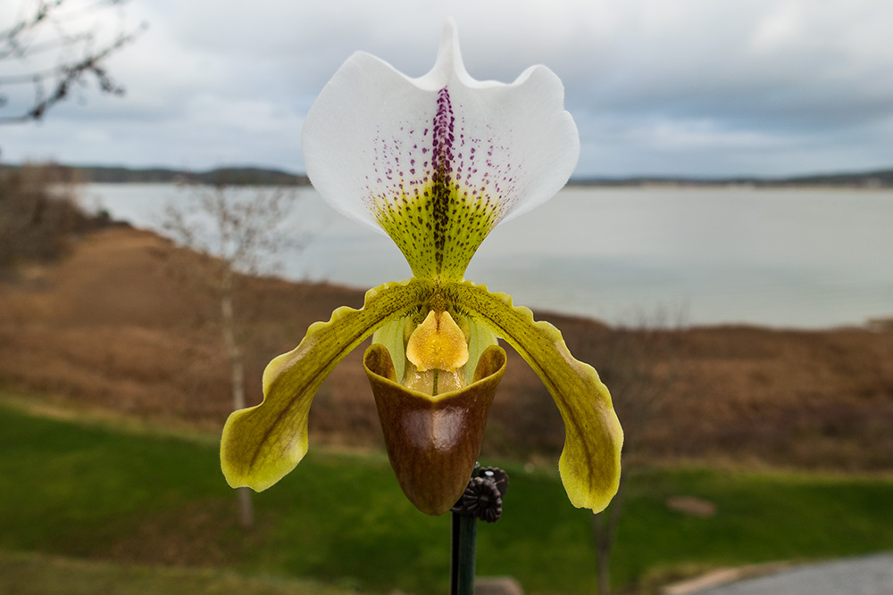 Paphiopedilum Leeanum – orchidkarma